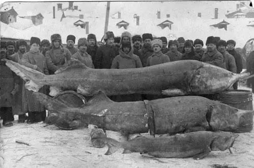 Фото белуг выловленных в 1922 году в дельте Волги В 1922 году в Каспийском - фото 1