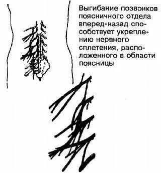 Рис А22 Нервное сплетение в области поясницы Рис А23 Нервные узлы - фото 22