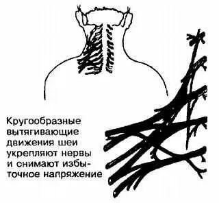 Рис А23 Нервные узлы воротниковой зоны 1 Начните с вытягивания шеи и мышц - фото 23