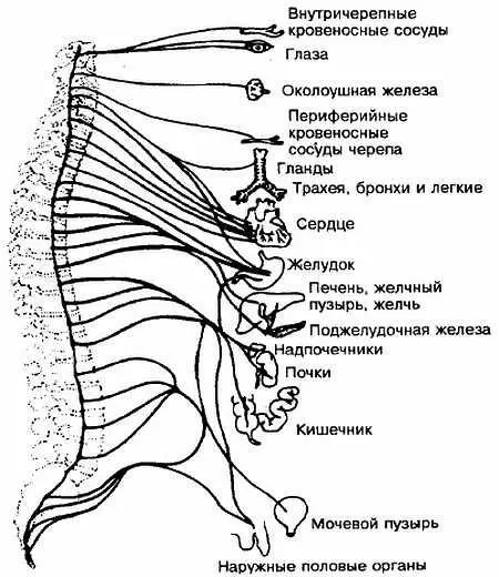 Рис А30 Раскачивание внутренних органов и желез 1 Начните с выполнения - фото 30