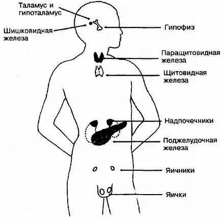 Рис А32 Совершая раскачивание Улыбнитесьжелезам внутренней секреции - фото 32