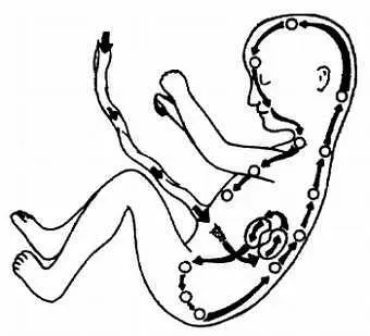 Рис 213 Даже у плода находящегося в утробе матери Цициркулирует по своей - фото 13