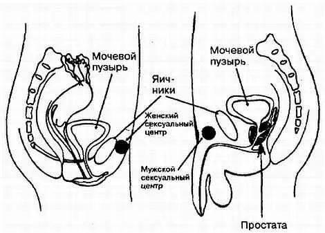 Рис 331 Центр сексуальной силы в женском и мужском организмах Мужской - фото 31