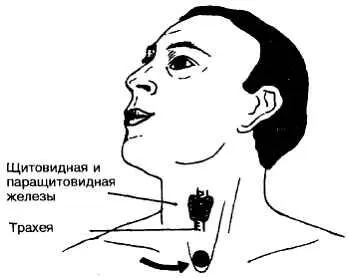 Рис 556 Горловая Точка Свойства Речь и общениеГорловая Точка - фото 56