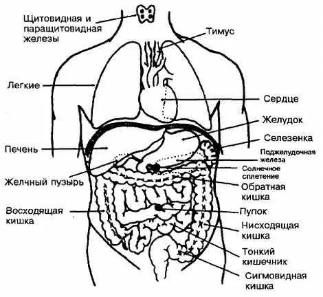 Рис 564 Солнечное сплетение и область пупка Свойства Точка Солнечного - фото 64
