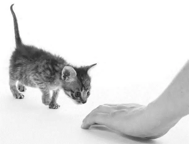 Котеноксирота Скиппи получивший временный приют у Сары учится не бояться - фото 14
