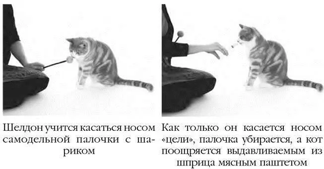 Практическое задание Потренируйтесь подманивать вашего кота поощряя его - фото 9