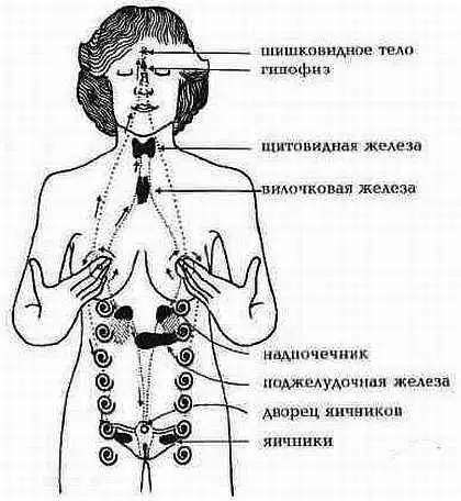 Рис 12 Эндокринные железы Рис 13 Массаж сосков Массаж девяти цветков - фото 3