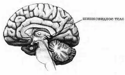 Рис 14 Шишковидное тело Рис 15 Гипофиз и гипоталамус Рис 16 - фото 5