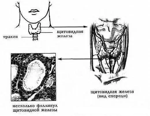 Рис 16 Щитовидная железа Рис 17 Паращитовидная железа 3 Эликсир - фото 7