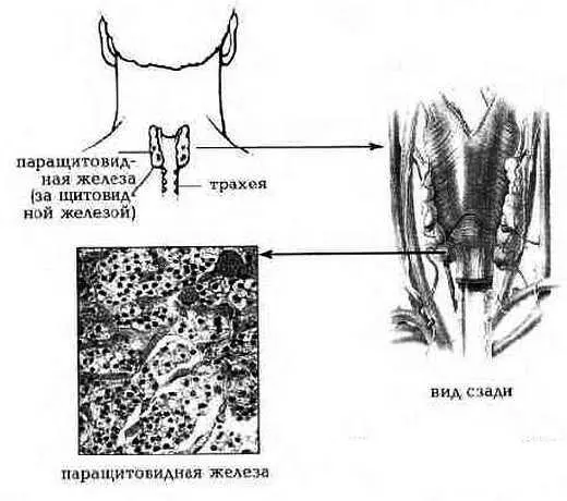 Рис 17 Паращитовидная железа 3 Эликсир слюны смешан с половыми гормонами - фото 8