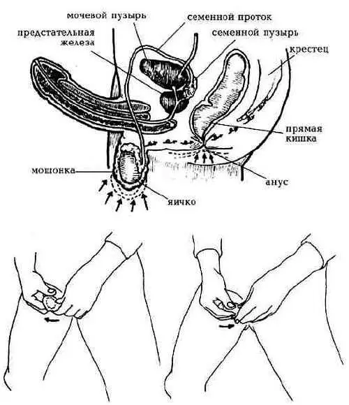 Рис 18 Массаж яичек помогает мужчине увеличить выработку мужских половых - фото 9