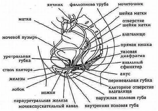 Рис 19 Сжатие яичников и влагалища АСделайте вдох через ноздри в горло - фото 10