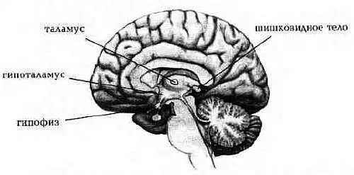 Рис 120 Таламус зрительный бугор гипоталамус гипофиз и шишковидное тело - фото 20