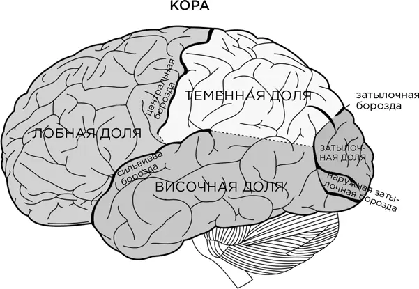 Вовторых мозг разделен на правую и левую половины или полушария которые в - фото 4
