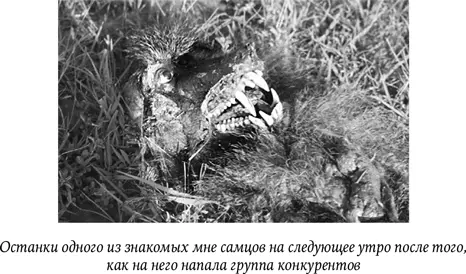 В середине 1980х гг стае павианов живущей по соседству с той которую я - фото 55