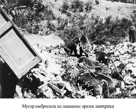 Какимто образом мои павианы прознали об угощении за холмом и вскоре каждое - фото 56