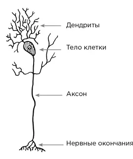 Уши т е информационные входы называются дендритами Информационный выход - фото 69
