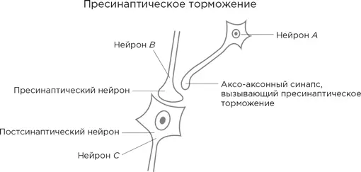 Аксонное окончание нейрона В формирует синапс с дендритным шипиком - фото 72