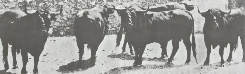 Пять сыновей племенного быка по кличке Диано СХВАТКА БЫКОВ НА ВЫПАСЕ В - фото 15