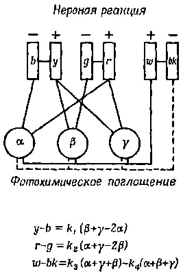 Фиг 362 Нервные связи согласно теории цветового зрения b голубой - фото 926