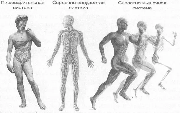 Далее мы переходим к другой системе к сердечнососудистой Это закрытая - фото 17