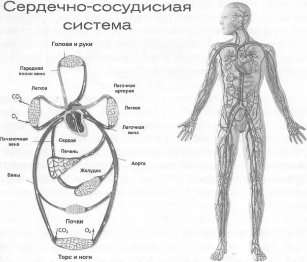 Независимая мышечная система сердечнососудистой системы С правой стороны где - фото 20