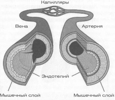 Мышечная система также способствует выводу излишков жиров из тела Очевидно - фото 22