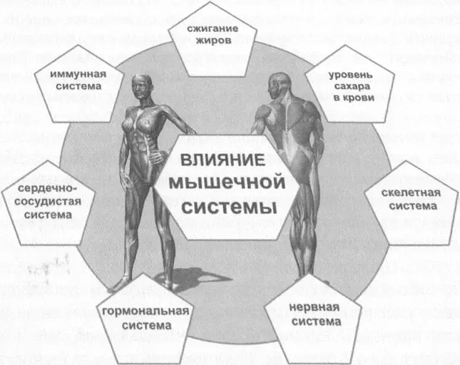Теперь взглянем на скелетномышечную систему Кости соединяются друг с другом - фото 23