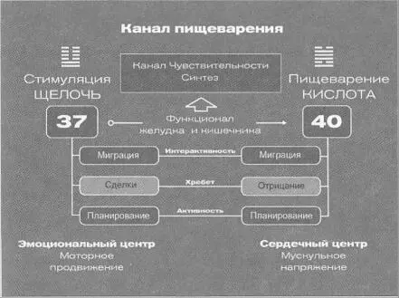 Это правая часть Контура Эго отвечающая за мышечный тонус и секреторную - фото 50
