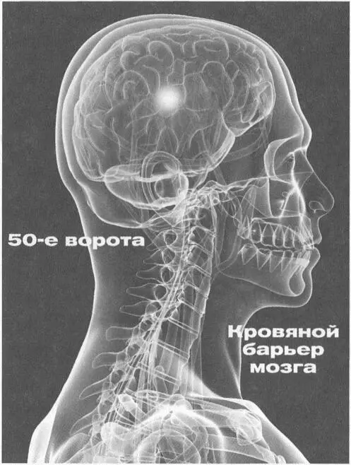 С перспективы тела котел это наш череп и все что находится в этом котелке - фото 60