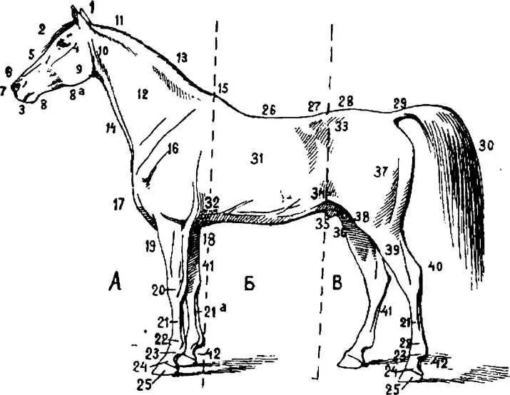 А передняя часть тела лошади Б средняя часть В задняя часть 1 - фото 2