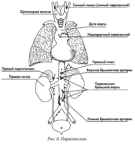 Рис 8 Параганглии Вот и дошли мы до таинственных параганглиев которые - фото 8