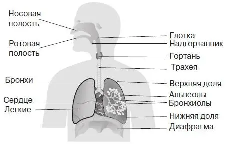 Рис 10 Дыхательная система Рис 11 Мочевыделительная система Знакомство с - фото 10