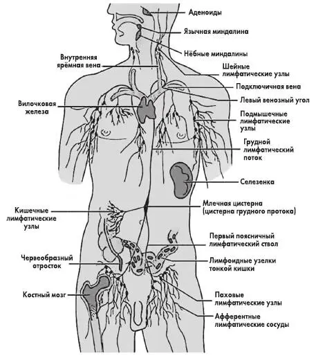 Рис 15 Иммунная система Главным органом иммунной системы является красный - фото 23