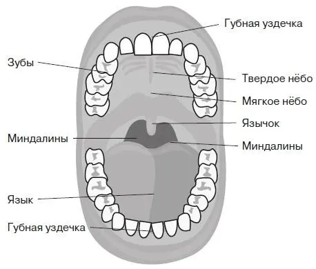 Рис 16 Миндалины Иммунная роль вилочковой железы заключается в том что здесь - фото 24