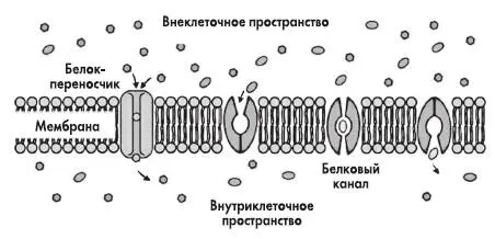 Рис 19 Схематическое изображение работы белкового канала клеточной мембраны - фото 31