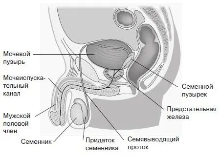 Рис 22 Мужская половая система Дигидротестостерон стимулирует рост развитие - фото 40