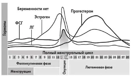 Рис 24 Изменения концентрации гормонов в крови в течение - фото 42