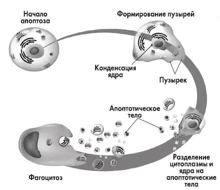 Рис 27 Апоптоз В самом начале апоптоза клетка уменьшается в размерах - фото 46
