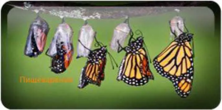 Коль скоро это наука о дифференциации она дает нечто существенное для - фото 10