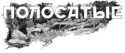 ИЗ ЖИЗНИ ПРИМОРЬЯ Рассказ Г ДАУРОВА Иллюстрации С ЛУЗАНОВА - фото 50