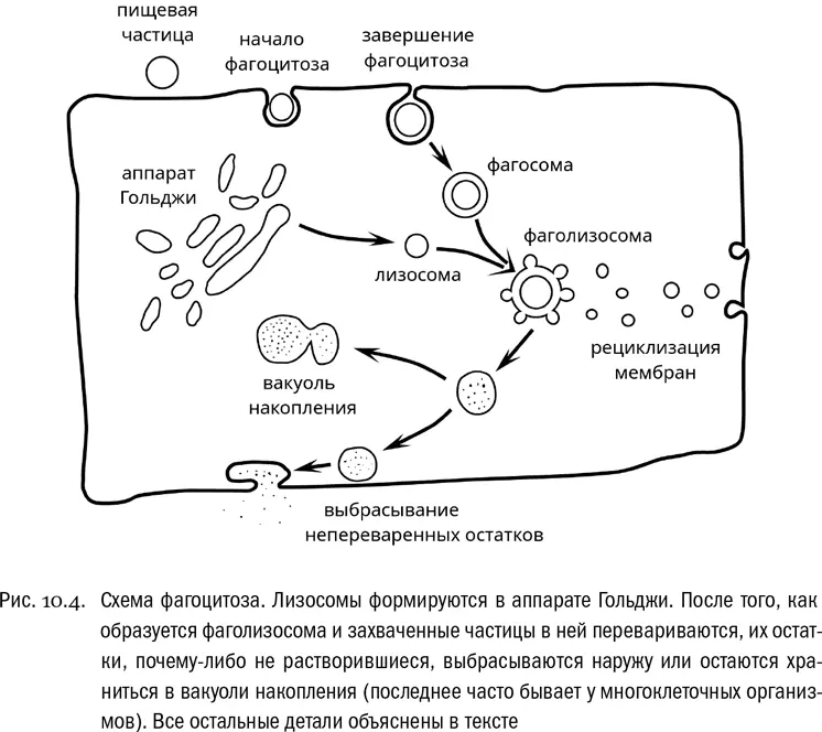 Вакуоль образующаяся непосредственно в результате фагоцитоза и заключающая в - фото 56