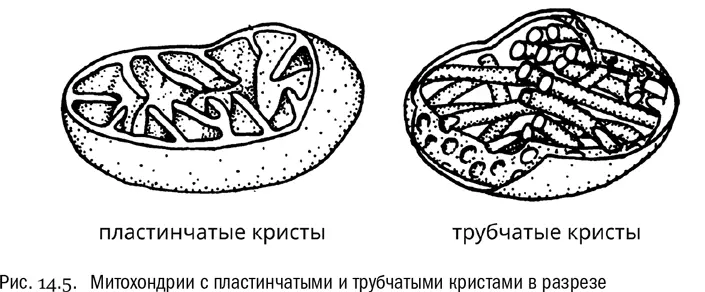 На самом деле в системе Старобогатова было еще и третье надцарство Akonta - фото 83