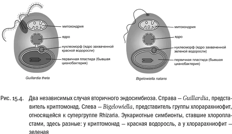 С золотистыми и желтозелеными водорослями дело обстоит иначе В этих группах - фото 89