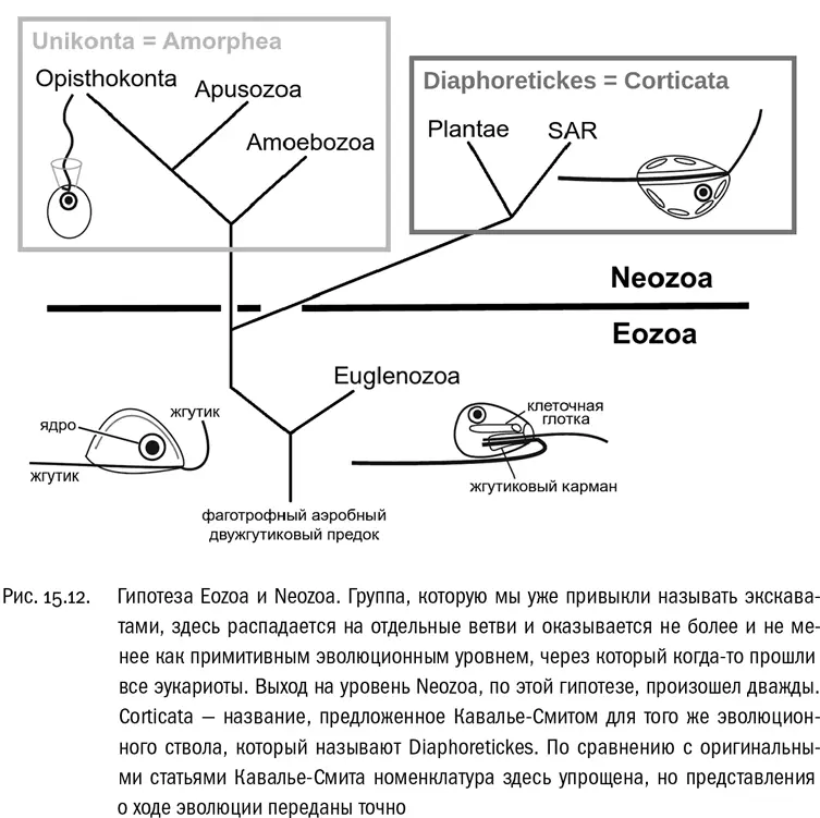 Neozoa по КавальеСмиту это высшие эукариоты у которых возникли два - фото 97