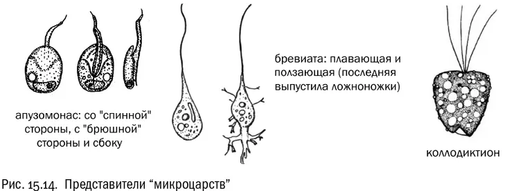 Интересно что бревиата предпочитает жить в воде с очень низким содержанием - фото 99