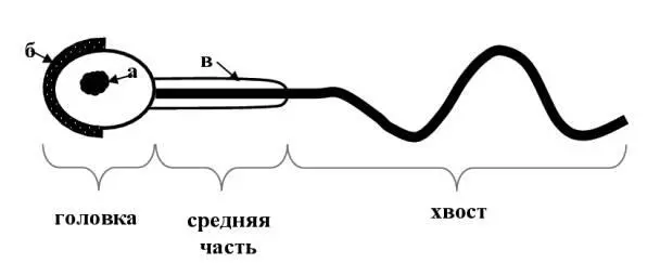 Рисунок 12 Сперматозоид а ядро б акросома в митохондрия жгутика В - фото 12