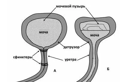 Рисунок 14 Мочевой пузырь а при наполнении мочей б при мочеиспускании - фото 14