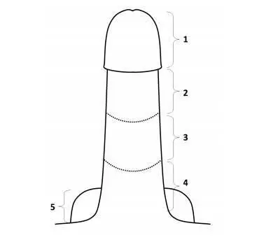 Рисунок 38 Рефлексогенные зоны на пенисе пояснение в тексте 1 головка - фото 41